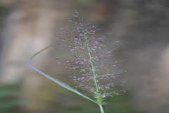 Eragrostis tenuifolia